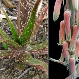 Aloe trichosantha juv.+ infl. JL499 P1120502.jpg